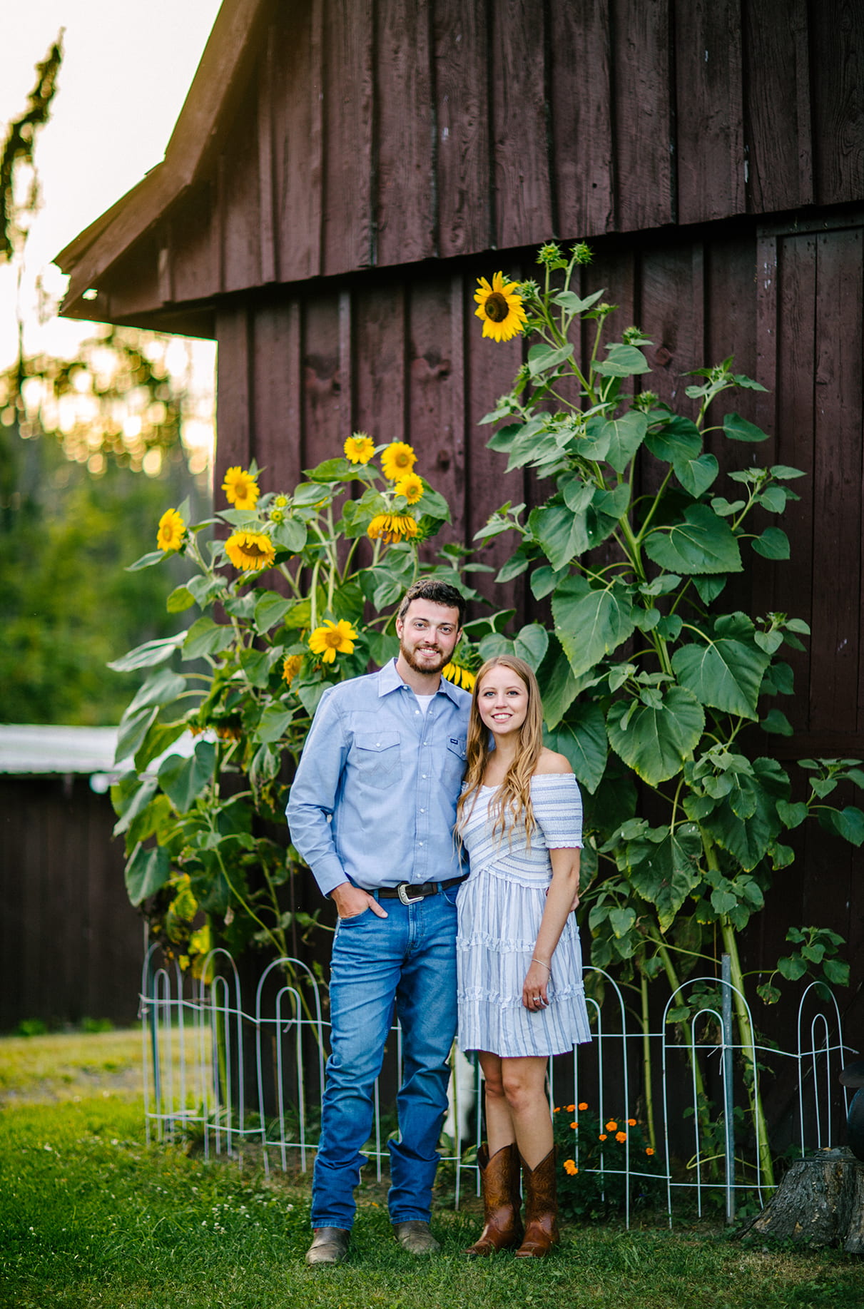 Couple stands in front of barn and sunflowers as sun sets in Albany NY engagement session