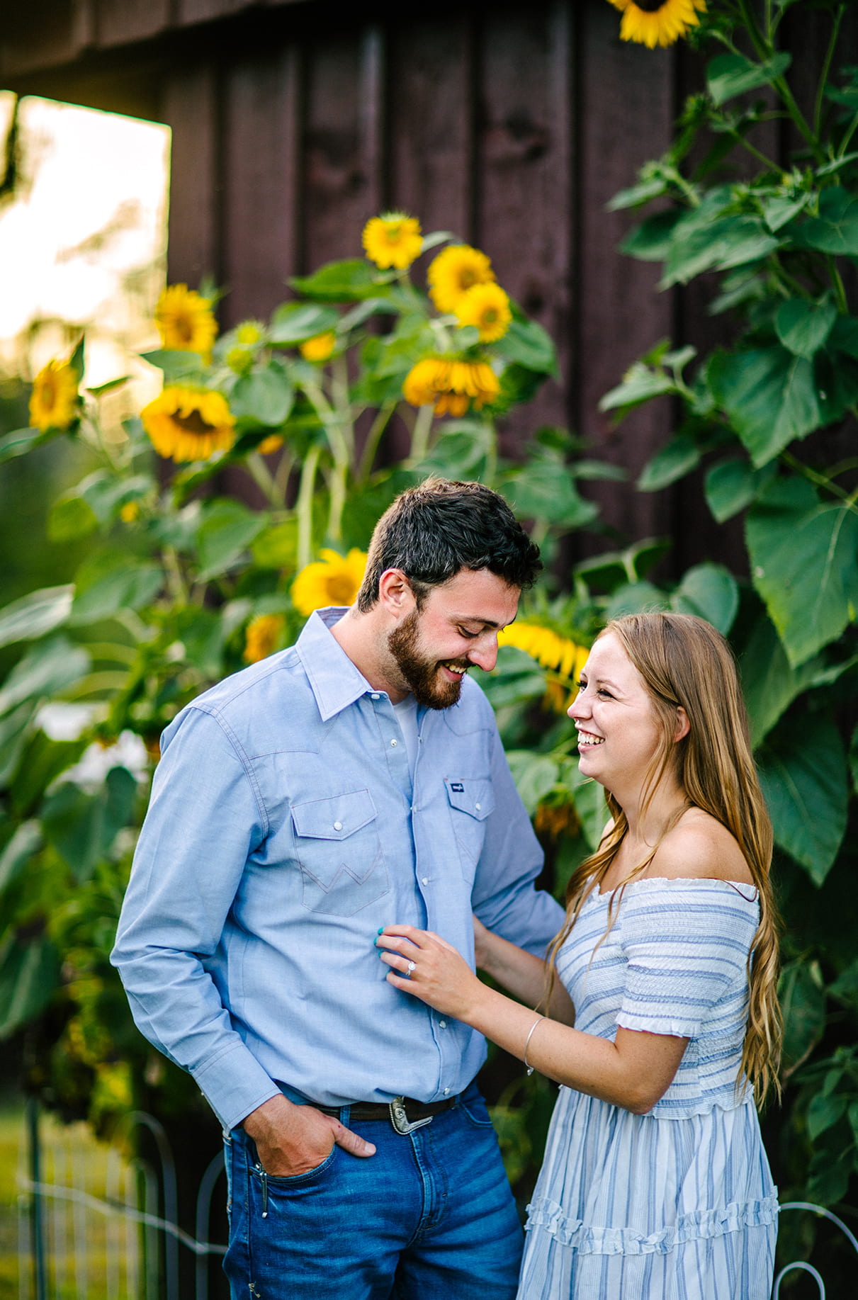 Couple laughs while standing outside of barn and in front of sunflower patch in Albany NY