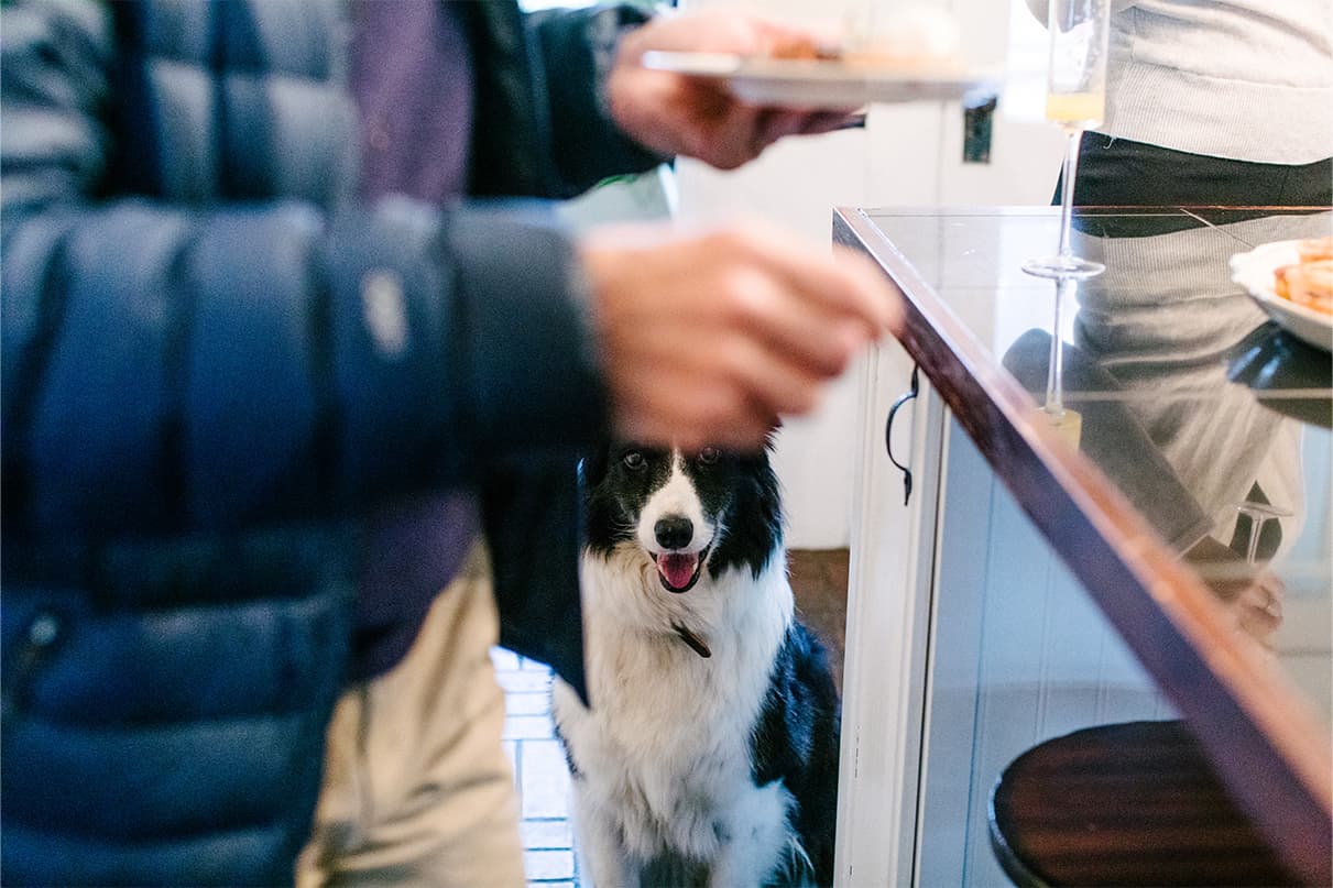 border collie dog looking at plate of food